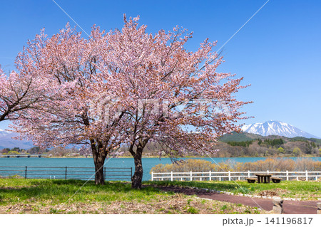 岩手県岩手郡雫石町 雫石川のダム湖御所湖に面する除園地わんぱく広場 湖と岩手山バックのオオヤマザクラ 岩手県岩手郡雫石町 雫石川のダム湖御所湖に面する除園地わんぱく広場 湖と岩手山バックのオオヤマザクラ 141196817