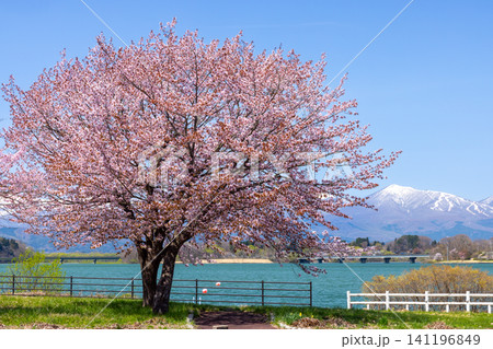 岩手県岩手郡雫石町　雫石川のダム湖の御所湖に面する除園地わんぱく広場　湖と雪山バックのオオヤマザクラ 141196849
