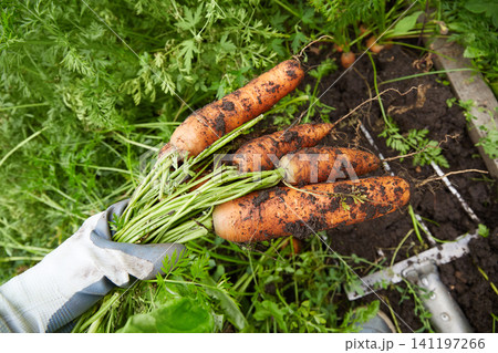 Hands pull fresh carrots from the soil in a garden during a sunny afternoon in late summer 141197266