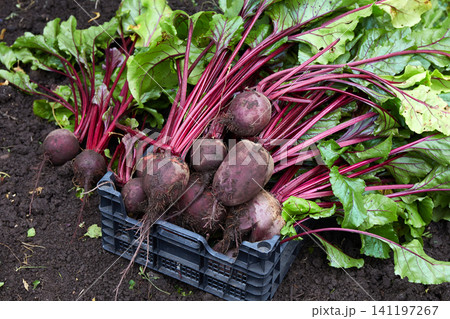 Freshly harvested beetroots with vibrant red stems and green leaves are piled in a plastic crate on fertile garden soil. Freshly harvested beetroots with vibrant red stems and green leaves are piled in a plastic crate on fertile garden soil. 141197267