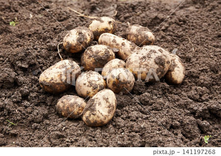 Freshly harvested potatoes on the ground in a garden during the daytime in late summer Freshly harvested potatoes on the ground in a garden during the daytime in late summer 141197268