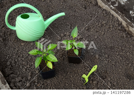 Two young plants grow in pots on dark soil. A green watering can sits nearby, ready for watering. Two young plants grow in pots on dark soil. A green watering can sits nearby, ready for watering. 141197286
