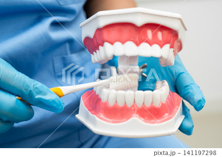 Doctor clean teeth denture with toothbrush for teach patient and dentist studying about dentistry. 141197298