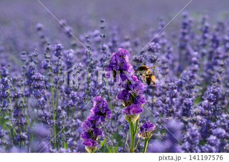 A bee pollinating purple lavender flowers in a vast field A bee pollinating purple lavender flowers in a vast field 141197576