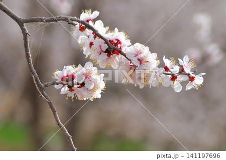 Delicate white and pink blossoms on a tree branch in spring Delicate white and pink blossoms on a tree branch in spring 141197696