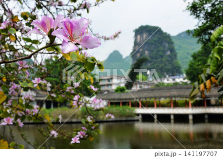 Pink flowers in foreground with Guilin karst mountains and river bridge in China Pink flowers in foreground with Guilin karst mountains and river bridge in China 141197707