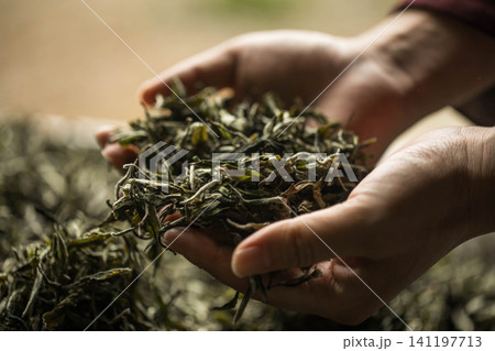 Hands holding fresh green tea leaves during harvest Hands holding fresh green tea leaves during harvest 141197713