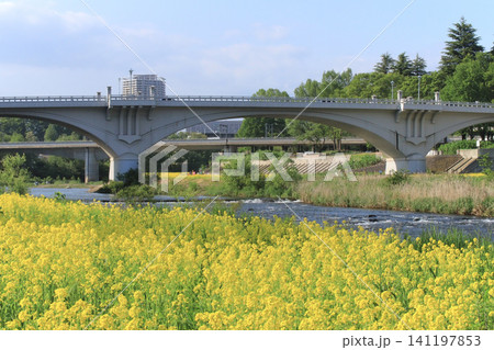 菜の花畑と仙台大橋と広瀬川(仙台市) 菜の花畑と仙台大橋と広瀬川(仙台市) 141197853