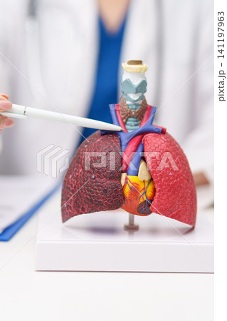 Doctor point heart Cardiovascular and Respiratory anatomy for Disease. Lung Cancer, Asthma, Chronic Obstructive Pulmonary or COPD, Bronchitis, Emphysema, Cystic Fibrosis, Bronchiectasis, Pneumonia Doctor point heart Cardiovascular and Respiratory anatomy for Disease. Lung Cancer, Asthma, Chronic Obstructive Pulmonary or COPD, Bronchitis, Emphysema, Cystic Fibrosis, Bronchiectasis, Pneumonia 141197963
