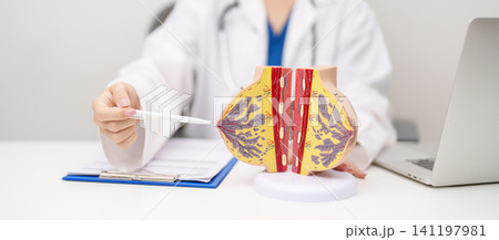 Doctor with Breast Anatomy model. Breast Augmentation Surgery, October Breast Cancer Awareness month, implant, Diagnosis, Beauty woman enlargement and medical education concept Doctor with Breast Anatomy model. Breast Augmentation Surgery, October Breast Cancer Awareness month, implant, Diagnosis, Beauty woman enlargement and medical education concept 141197981
