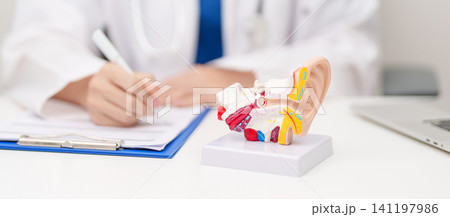 Doctor with human Ear anatomy model. Ear disease, Atresia, Otitis Media, Pertorated Eardrum, Meniere syndrome, otolaryngologist, Ageing Hearing Loss, Schwannoma and Healthcare medical concept Doctor with human Ear anatomy model. Ear disease, Atresia, Otitis Media, Pertorated Eardrum, Meniere syndrome, otolaryngologist, Ageing Hearing Loss, Schwannoma and Healthcare medical concept 141197986