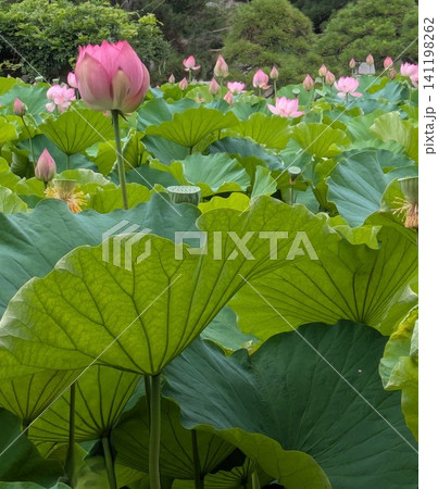 蓮池に咲く満開の蓮の花 松林を背景に 141198262