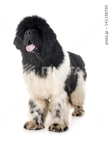 newfoundland dog in studio newfoundland dog in studio 141198795