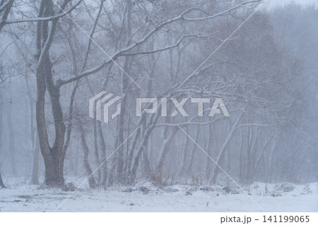 雪に霞む木々の風景 a-1 雪に霞む木々の風景 a-1 141199065