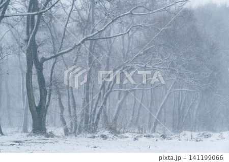 雪に霞む木々の風景 a-2 寒色 雪に霞む木々の風景 a-2 寒色 141199066