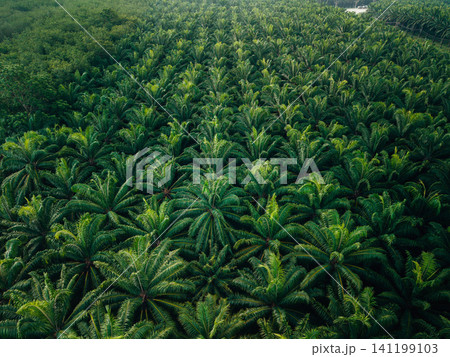 Top Down Aerial View of Symmetric Palm Oil Plantation Pattern 141199103