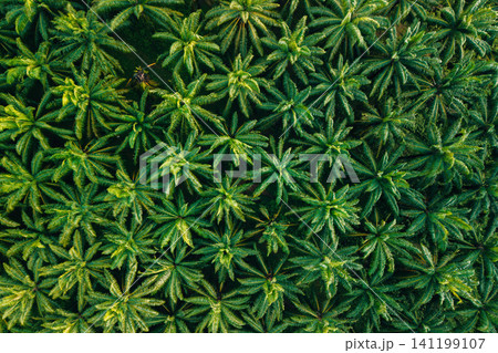 Top Down Aerial View of Symmetric Palm Oil Plantation Pattern Top Down Aerial View of Symmetric Palm Oil Plantation Pattern 141199107