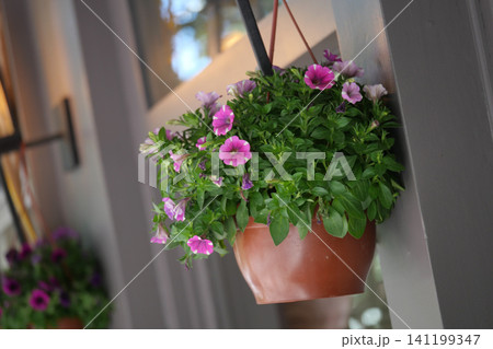 Hanging flower pot with pink petunias on porch wall Hanging flower pot with pink petunias on porch wall 141199347