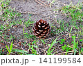 富津公園の松毬 141199584