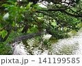 富津公園の池 141199585
