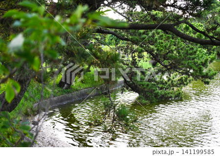 富津公園の池 富津公園の池 141199585