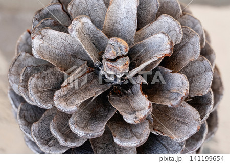 Detailed top-down macro shot highlighting the symmetrical spiral pattern of an open pine cone Detailed top-down macro shot highlighting the symmetrical spiral pattern of an open pine cone 141199654