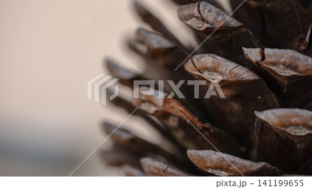 Abstract macro view of pine cone scales with a soft blurred background and selective focus 141199655