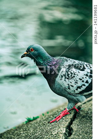 漁港にいる鳩 漁港にいる鳩 141199681