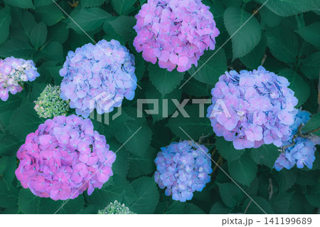 鮮やかな紫陽花 141199689