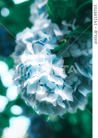 蒼い紫陽花 蒼い紫陽花 141199703