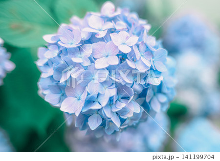 青い紫陽花 青い紫陽花 141199704