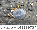 打ち上げられたクラゲ 141199737