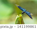 青い翅を輝かせて植物に止まるチョウトンボ 141199861