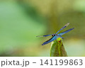 緑の余白を背景に植物に止まるチョウトンボ 141199863