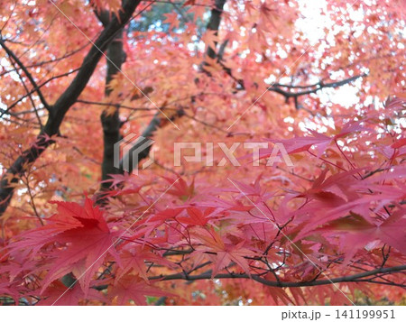 真っ赤な紅葉 真っ赤な紅葉 141199951