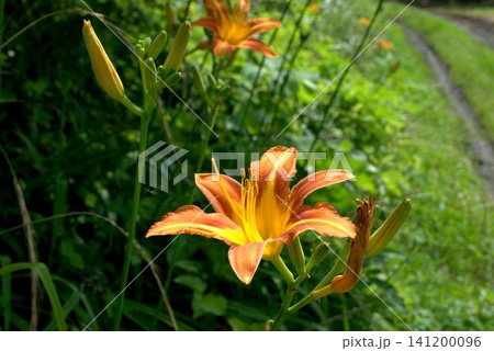 鮮やかなオレンジ色のノカンゾウの花 鮮やかなオレンジ色のノカンゾウの花 141200096