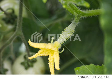 Tiny cucumber plant with yellow flower and developing fruit on a vine Tiny cucumber plant with yellow flower and developing fruit on a vine 141200518