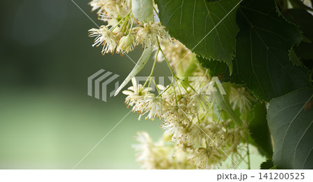 Linden Tree Flowers And Green Leaves Closeup With Soft Bokeh Background, Summer Blooming Clusters Linden Tree Flowers And Green Leaves Closeup With Soft Bokeh Background, Summer Blooming Clusters 141200525