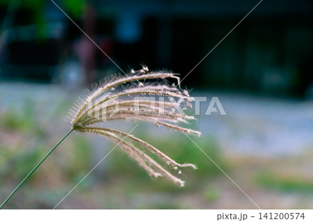 Delicate wild grass seed head soft natural light blurred background highlighting fine texture gentle movement peaceful meadow atmosphere Delicate wild grass seed head soft natural light blurred background highlighting fine texture gentle movement peaceful meadow atmosphere 141200574