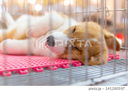 Adorable corgi puppy sleeping peacefully inside pet cage soft mat warm indoor lighting highlighting comfort care relaxation domestic companionship Adorable corgi puppy sleeping peacefully inside pet cage soft mat warm indoor lighting highlighting comfort care relaxation domestic companionship 141200597