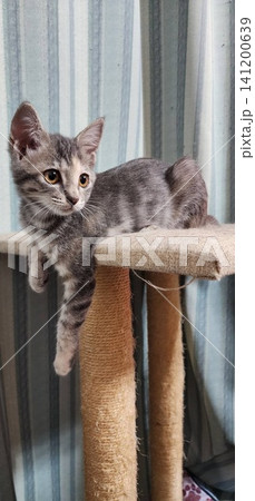 キャットタワーでくつろぐグレーの子猫 キャットタワーでくつろぐグレーの子猫 141200639
