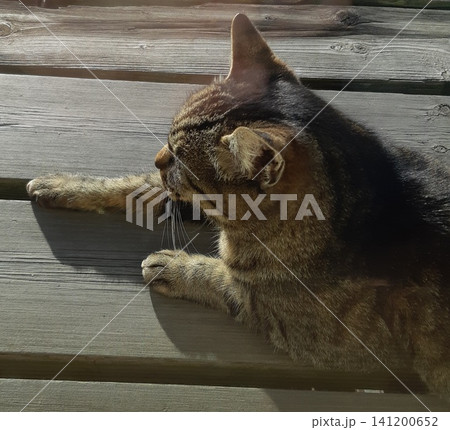 のんびりと過ごす猫の休日 のんびりと過ごす猫の休日 141200652
