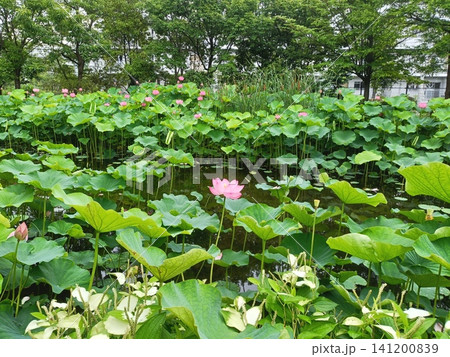 桑袋ビオトープ公園のハス田のハスの花とハンゲショウ 桑袋ビオトープ公園のハス田のハスの花とハンゲショウ 141200839