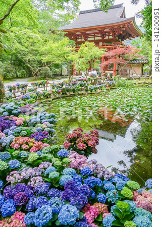 奈良県宇陀市 室生寺の仁王門裏のバン字池周辺に飾られた紫陽花の花々 奈良県宇陀市 室生寺の仁王門裏のバン字池周辺に飾られた紫陽花の花々 141200951
