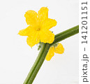 胡瓜の花　　白バック 141201151