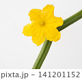 胡瓜の花　　白バック 141201152