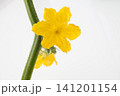 胡瓜の花　　白バック 141201154