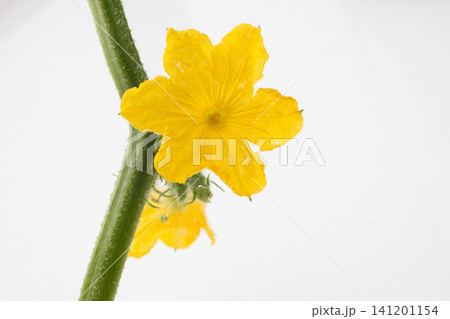 胡瓜の花　　白バック 141201154
