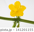 胡瓜の花　　白バック 141201155
