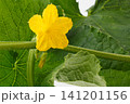 胡瓜の花　　白バック 141201156